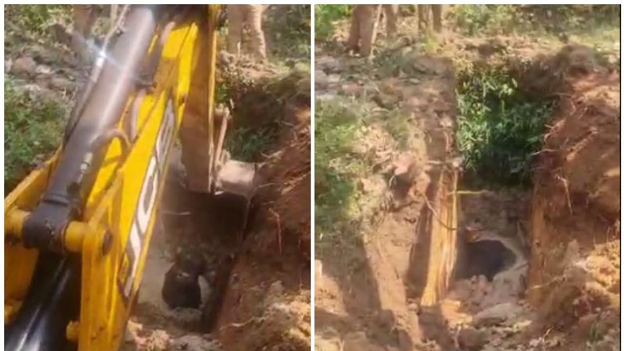 തൊഴിലുറപ്പിന് പോവുകയായിരുന്ന സ്ത്രീ കിണറ്റിൽ ഒരു അനക്കം കേട്ടു! നോക്കിയപ്പോള്‍ കുടുങ്ങി കിടന്നത് കാട്ടുപോത്ത്