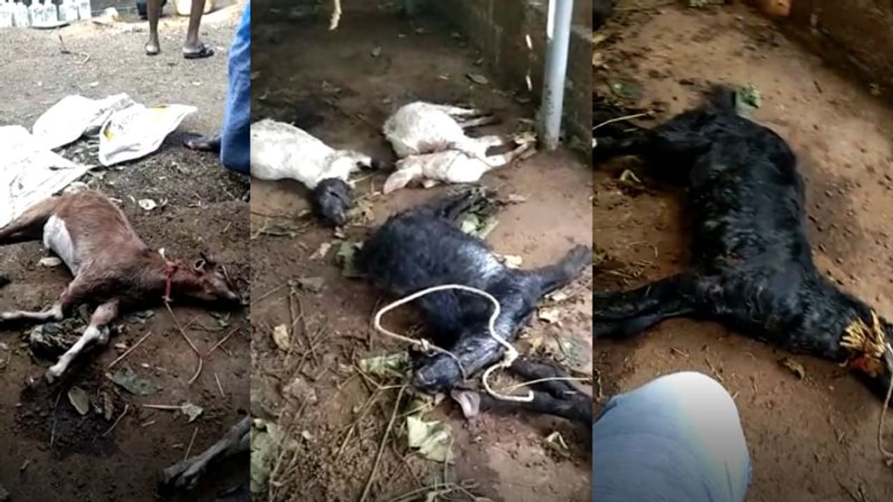 കൂട്ടില്‍ കെട്ടിയിട്ട ആറ് ആടുകളെ തെരുവാനായ്ക്കള്‍ കടിച്ചുകൊന്നു, ഭീതിയോടെ‌ പോത്തന്‍കോട് നിവാസികള്‍