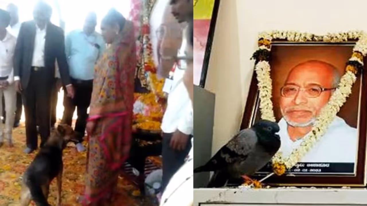 Vijayapura : ಸಿದ್ದೇಶ್ವರ ಶ್ರೀಗಳ ಪವಾಡ: ಮೊನ್ನೆ ಪಾರಿವಾಳ ಇಂದು ಶ್ವಾನದಿಂದ ನಮನ Vijayapura : ಸಿದ್ದೇಶ್ವರ ಶ್ರೀಗಳ ಪವಾಡ: ಮೊನ್ನೆ ಪಾರಿವಾಳ ಇಂದು ಶ್ವಾನದಿಂದ ನಮನ