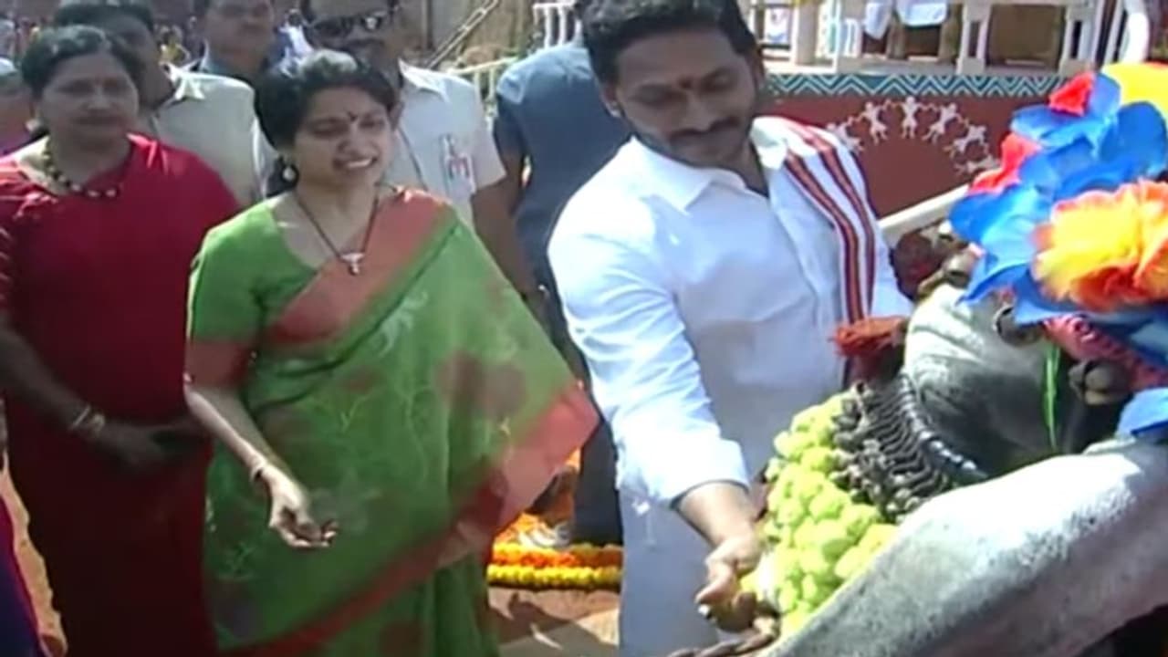 తాడేపల్లిలో సంక్రాంతి సంబరాల్లో పాల్గొన్న ఏపీ సీఎం జగన్ దంపతులు.. 