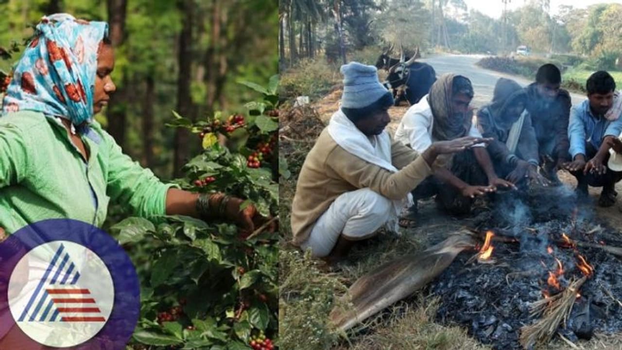 Chikkamagaluru: ಕಣಿವೆ ಜಿಲ್ಲೆಯಲ್ಲಿ ತಾಪಮಾನ ಏರಿಳಿತ: ತೀವ್ರ ಚಳಿಯಿಂದ ಕಾಫಿ ಕೊಯ್ಲಿಗೆ ಸಮಸ್ಯೆ Chikkamagaluru: ಕಣಿವೆ ಜಿಲ್ಲೆಯಲ್ಲಿ ತಾಪಮಾನ ಏರಿಳಿತ: ತೀವ್ರ ಚಳಿಯಿಂದ ಕಾಫಿ ಕೊಯ್ಲಿಗೆ ಸಮಸ್ಯೆ