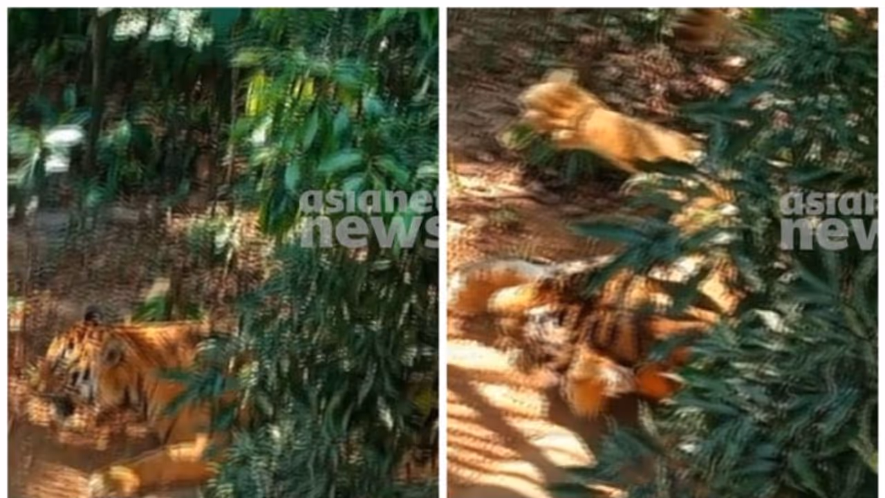 വയനാട് കുപ്പാടിത്തറയിലിറങ്ങിയ കടുവയെ മയക്കുവെടിവെച്ച് പിടികൂടി, കര്ഷകനെ ആക്രമിച്ച കടുവയെന്ന് സ്ഥിരീകരണം വയനാട് കുപ്പാടിത്തറയിലിറങ്ങിയ കടുവയെ മയക്കുവെടിവെച്ച് പിടികൂടി, കര്ഷകനെ ആക്രമിച്ച കടുവയെന്ന് സ്ഥിരീകരണം