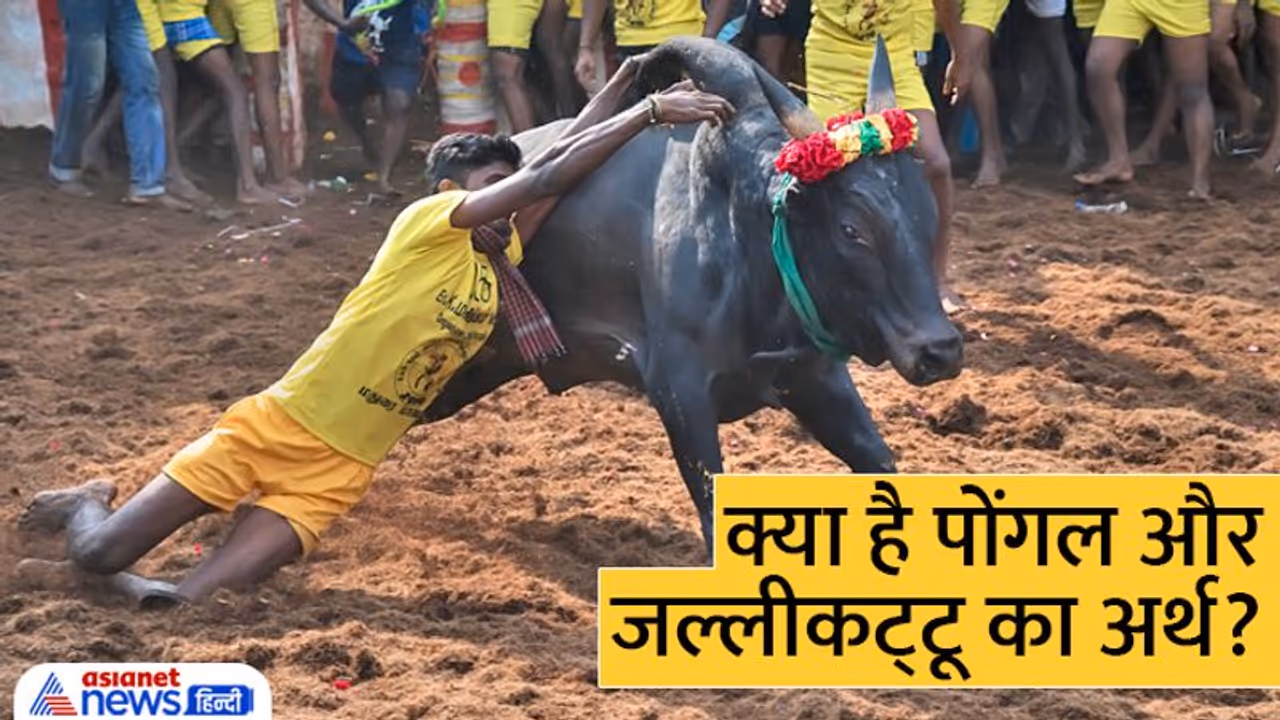 Pongal 2023: पोंगल के तीसरे दिन होता है जल्लीकट्टू, क्यों खास है परंपरा? जानें इससे जुड़ी खास बातें Pongal 2023: पोंगल के तीसरे दिन होता है जल्लीकट्टू, क्यों खास है परंपरा? जानें इससे जुड़ी खास बातें