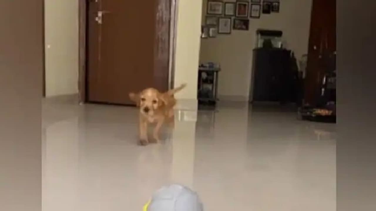 'സര്ജറിക്ക് ശേഷം ജീവിതത്തിലേക്ക് തിരിച്ചുവരാൻ സഹായിച്ചത് വളര്ത്തുനായ' 'സര്ജറിക്ക് ശേഷം ജീവിതത്തിലേക്ക് തിരിച്ചുവരാൻ സഹായിച്ചത് വളര്ത്തുനായ'