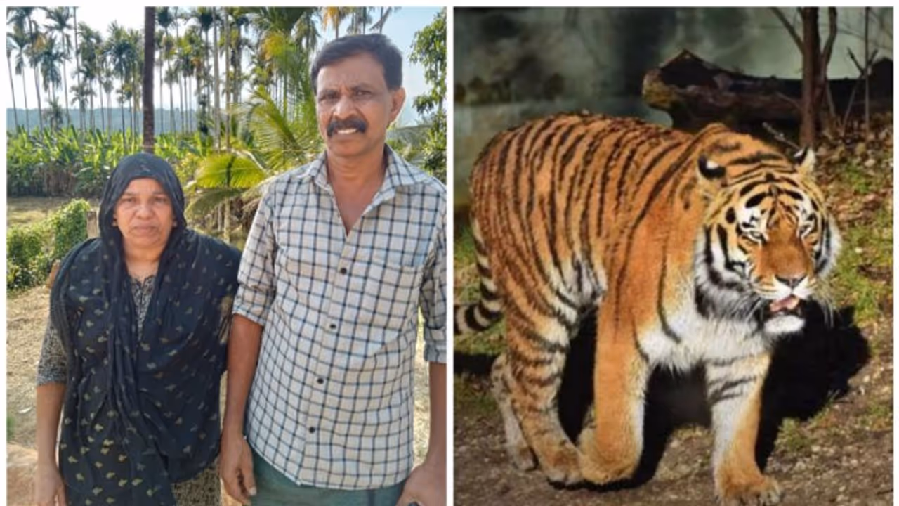 'ഗര്ജിച്ച് ദേഹത്തേക്ക് ചാടി,തലനാരിഴക്കാണ് രക്ഷപ്പെട്ടത്';കടുവയില് നിന്ന് രക്ഷപ്പെട്ട മൊയ്തു പറയുന്നു 'ഗര്ജിച്ച് ദേഹത്തേക്ക് ചാടി,തലനാരിഴക്കാണ് രക്ഷപ്പെട്ടത്';കടുവയില് നിന്ന് രക്ഷപ്പെട്ട മൊയ്തു പറയുന്നു