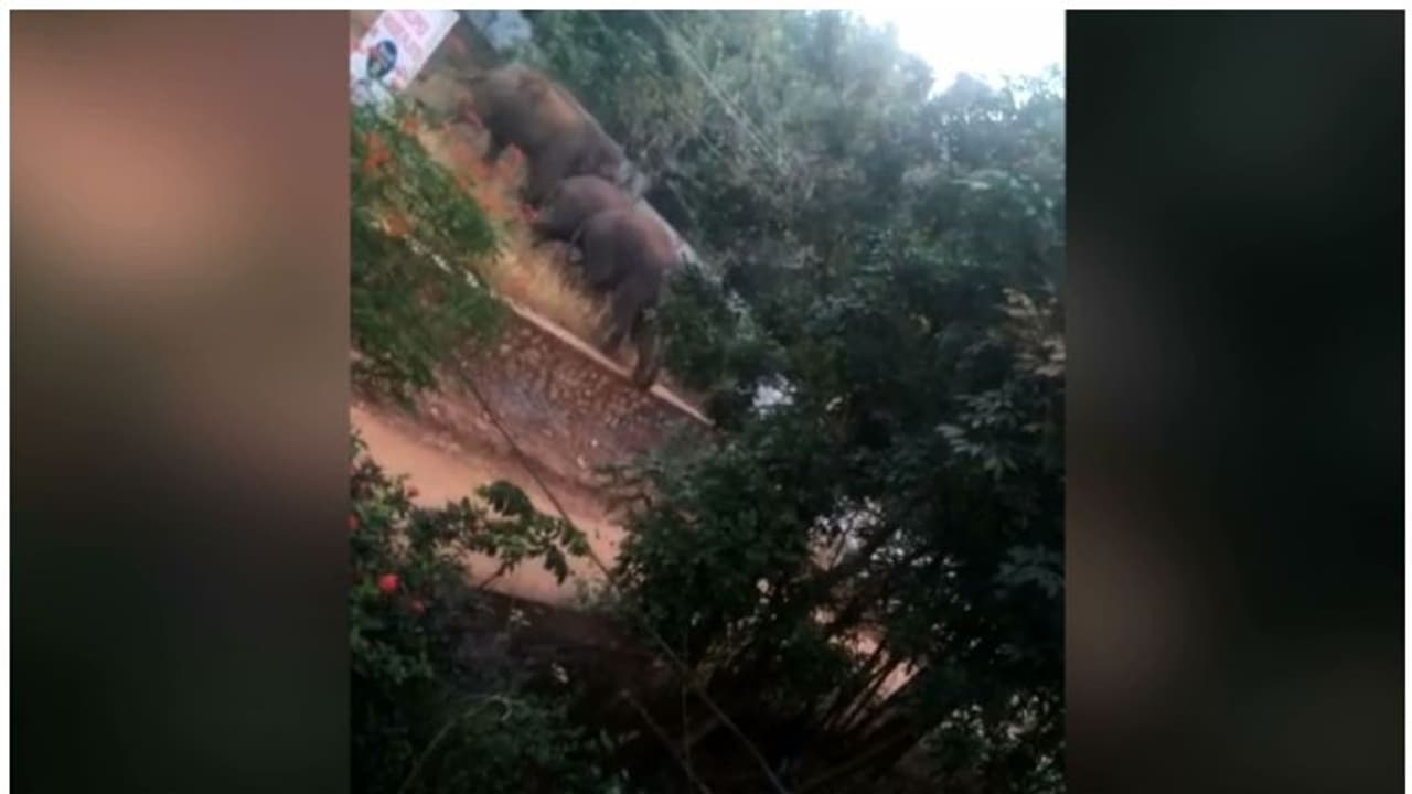 പാലക്കാട് ധോണിയിൽ വീണ്ടും 'പി ടി 7' ഇറങ്ങി; ഒപ്പം രണ്ട് കുട്ടിയാനകൾ ഉൾപ്പെടെ നാല് ആനകൾ, ആശങ്ക പാലക്കാട് ധോണിയിൽ വീണ്ടും 'പി ടി 7' ഇറങ്ങി; ഒപ്പം രണ്ട് കുട്ടിയാനകൾ ഉൾപ്പെടെ നാല് ആനകൾ, ആശങ്ക