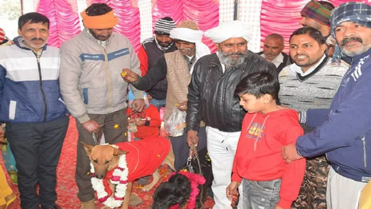 अलीगढ़ में हुई टॉमी और जैली की शादी, दोनों ने एक साथ लिए सात फेरे