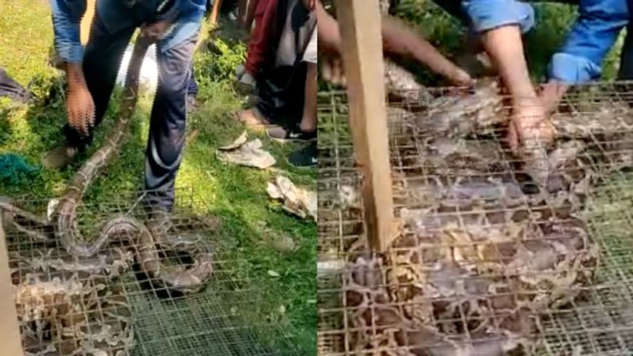 കോഴിക്കോട് പള്ളിക്കണ്ടിയിൽ പെരുമ്പാമ്പിൻ കൂട്ടം