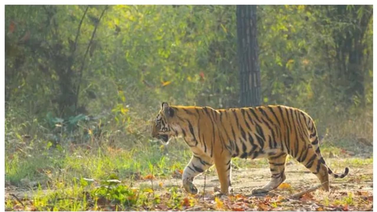  ಚಿರತೆ ದಾಳಿಯಿಂದ ಕಂಗೆಟ್ಟಿದ್ದ ಮೈಸೂರಿನ ಜನ್ರಿಗೆ ಈಗ ಹುಲಿ ಆತಂಕ