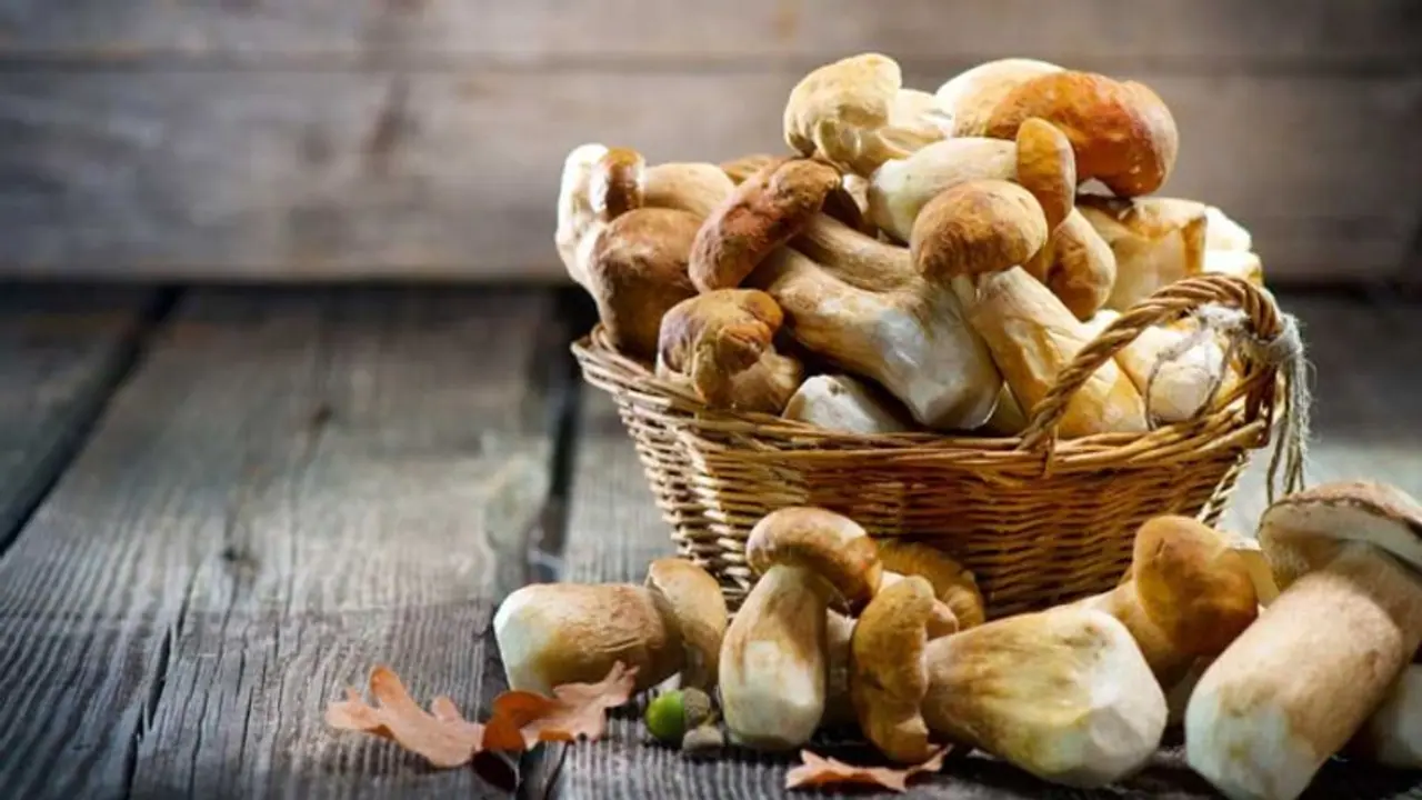 വണ്ണം കുറയ്ക്കാന് മഷ്റൂം; അറിയാം മറ്റ് ഗുണങ്ങള്... വണ്ണം കുറയ്ക്കാന് മഷ്റൂം; അറിയാം മറ്റ് ഗുണങ്ങള്...