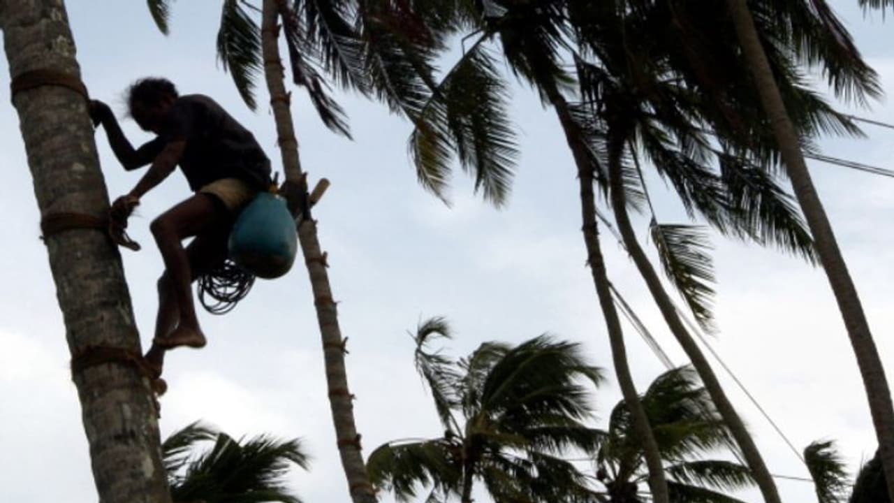 తాటిచెట్లకు తాళాలు: కల్లుగీత కార్మికుల వినూత్న ఆలోచన, ఎందుకంటే?