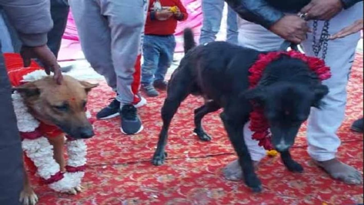 यहां डॉग टॉमी बना दूल्हा और जैली बनी दुल्हन, फेरे, जयमाला से लेकर रिसेप्शन तक सबकुछ हुआ