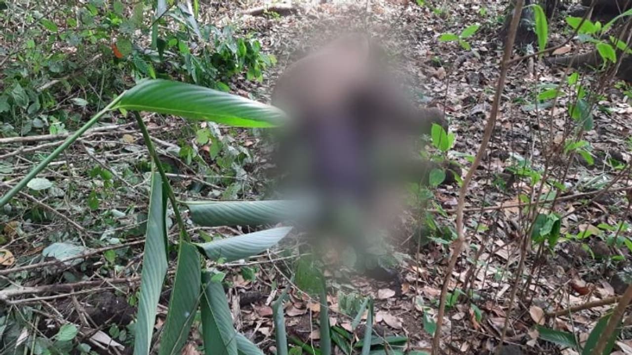 വിതുരയില് ചത്ത നിലയില് കുട്ടിയാന; കാഴ്ചക്കാരില് നോവായി അമ്മയാന വിതുരയില് ചത്ത നിലയില് കുട്ടിയാന; കാഴ്ചക്കാരില് നോവായി അമ്മയാന