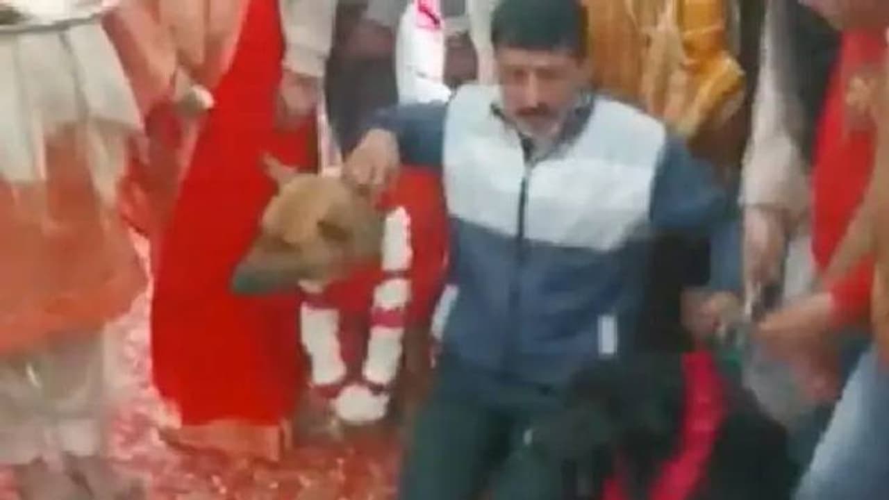 వాలంటైన్స్ డేని వ్యతిరేకిస్తూ... కుక్కలకు పెళ్లి వాలంటైన్స్ డేని వ్యతిరేకిస్తూ... కుక్కలకు పెళ్లి