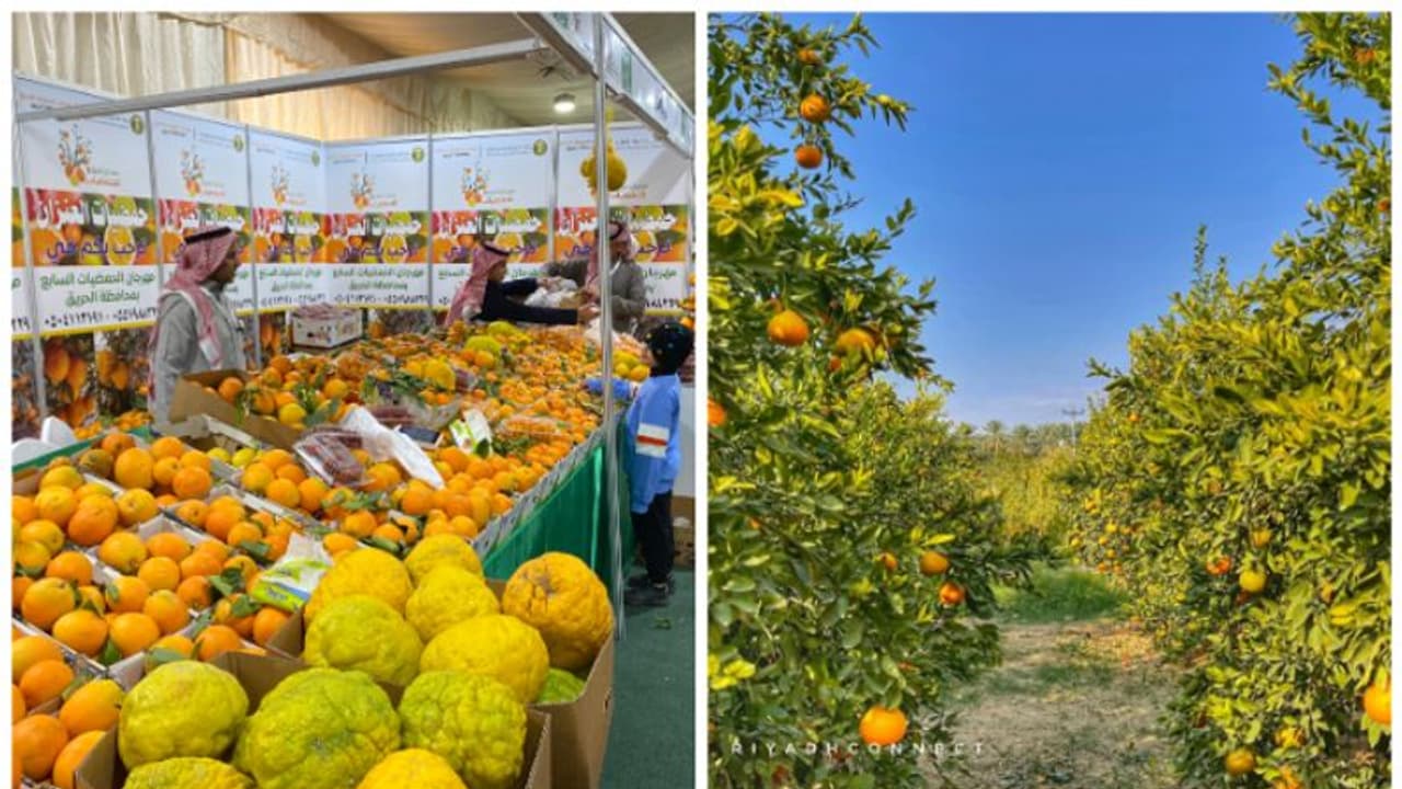 ഹരീഖിൽ ഓറഞ്ച് മേള ബുധനാഴ്ച വരെ; രാത്രി ഒന്‍പത് വരെ പ്രവേശനം