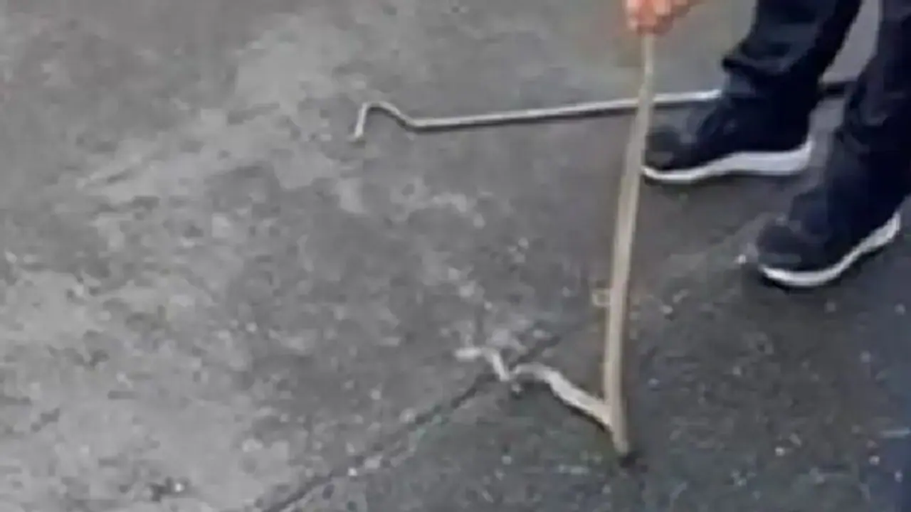 திருவாரூரில் வீட்டிற்குள் அடிக்கடி வந்து பயமுறுத்திய 7 அடி நீள நாகப் பாம்பு பிடிபட்டது