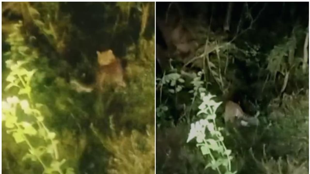 ഭീതി; ജനവാസമേഖലയിൽ പുലിക്കുഞ്ഞുങ്ങളെ കണ്ടതായി നാട്ടുകാർ, വനം വകുപ്പ് തെരച്ചിൽ തുടങ്ങി ഭീതി; ജനവാസമേഖലയിൽ പുലിക്കുഞ്ഞുങ്ങളെ കണ്ടതായി നാട്ടുകാർ, വനം വകുപ്പ് തെരച്ചിൽ തുടങ്ങി