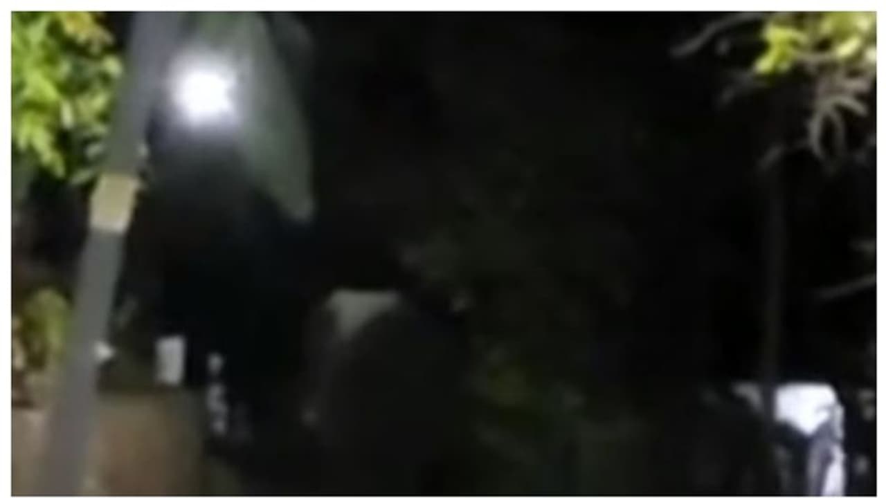 ധോണിയിൽ വീണ്ടും PT 7 കാട്ടാന ഇറങ്ങി, മായാപുരം ഭാഗത്താണ് രാത്രി കാട്ടാന ഇറങ്ങിയത് ധോണിയിൽ വീണ്ടും PT 7 കാട്ടാന ഇറങ്ങി, മായാപുരം ഭാഗത്താണ് രാത്രി കാട്ടാന ഇറങ്ങിയത്