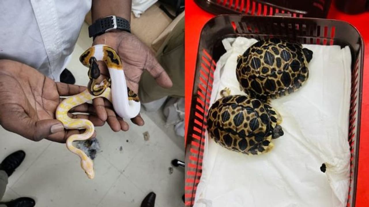 చెన్నై ఎయిర్పోర్ట్లో కలకలం.. బ్యాంకాక్ నుంచి వచ్చిన బ్యాగ్ లో అరుదైన వన్య ప్రాణుల గుర్తింపు.. చెన్నై ఎయిర్పోర్ట్లో కలకలం.. బ్యాంకాక్ నుంచి వచ్చిన బ్యాగ్ లో అరుదైన వన్య ప్రాణుల గుర్తింపు..