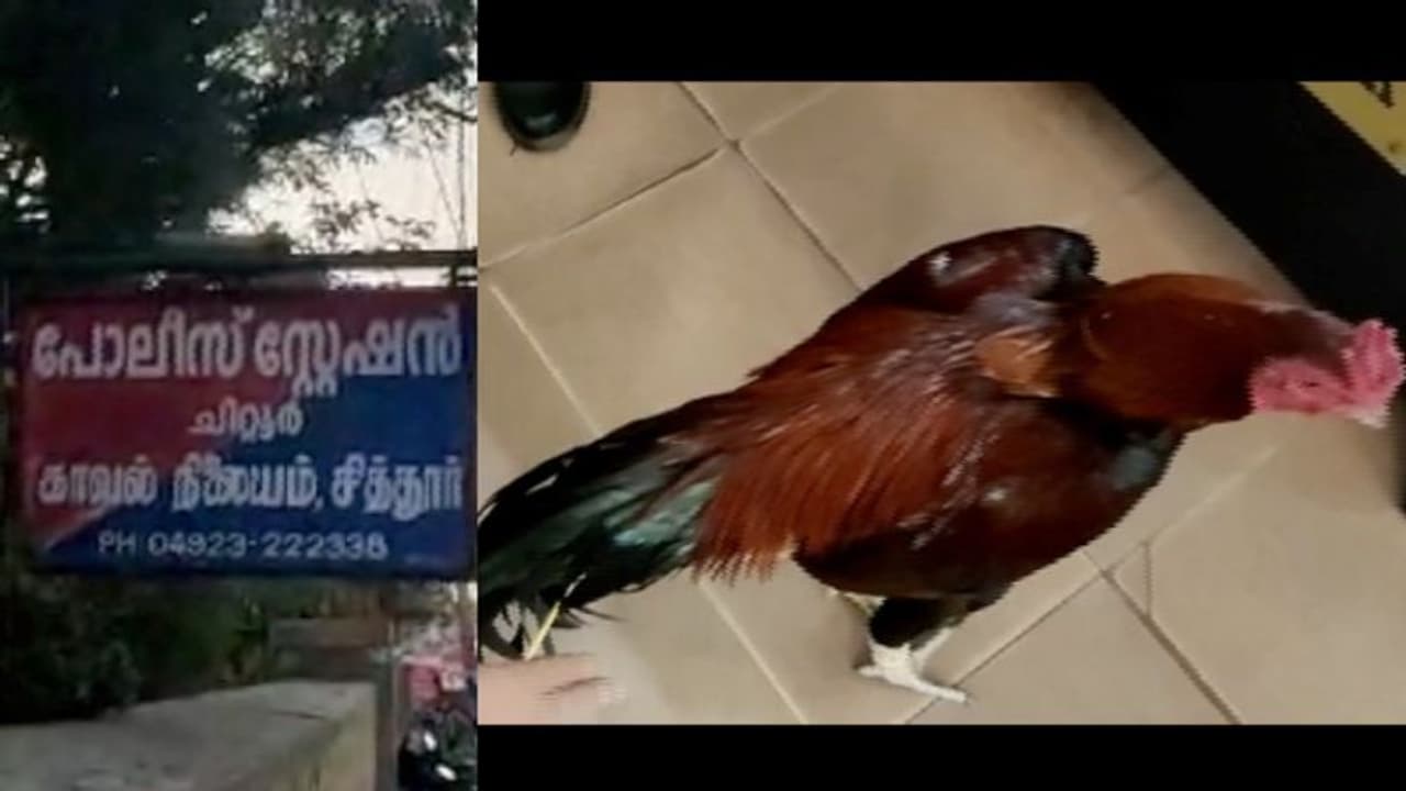 തൊണ്ടിമുതല് പോരുകോഴികള്; പൊലീസ് സ്റ്റേഷനിൽ കോഴികൾക്കായി ലേലം വിളി തൊണ്ടിമുതല് പോരുകോഴികള്; പൊലീസ് സ്റ്റേഷനിൽ കോഴികൾക്കായി ലേലം വിളി