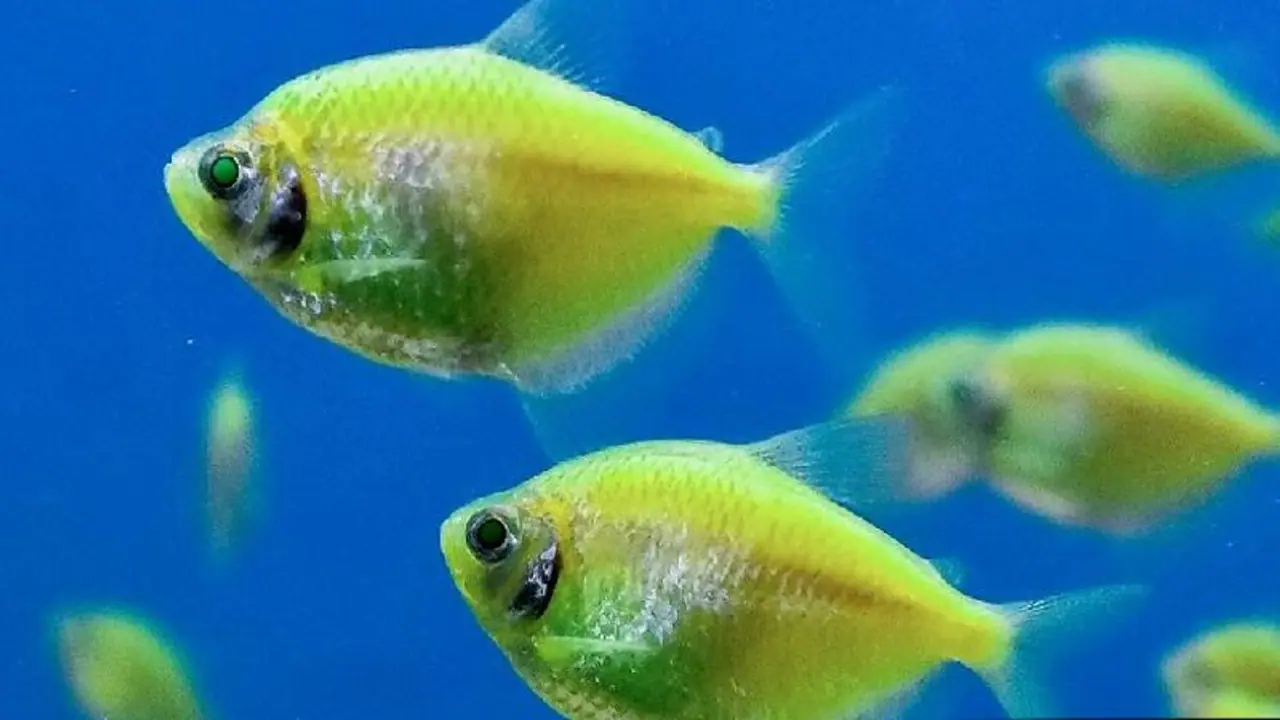 தொழில்முறையில் மீன் வளர்க்க மத்திய அரசின் மானியம் பெறுவது எப்படி? தொழில்முறையில் மீன் வளர்க்க மத்திய அரசின் மானியம் பெறுவது எப்படி?