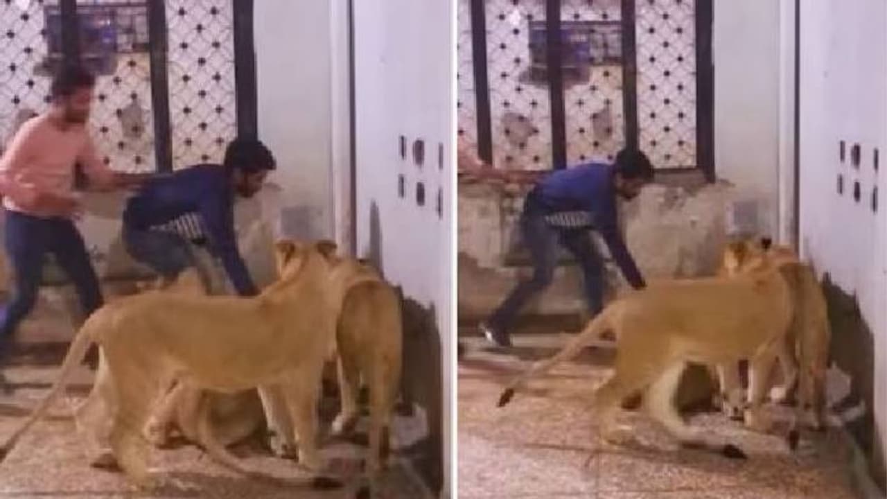 സിംഹത്തിന്റെ കൂട്ടിൽ മനുഷ്യൻ, അക്രമത്തിൽ നിന്നും രക്ഷിക്കാൻ ശ്രമിച്ച് കൂട്ടുകാർ, വന് വിമര്ശനം സിംഹത്തിന്റെ കൂട്ടിൽ മനുഷ്യൻ, അക്രമത്തിൽ നിന്നും രക്ഷിക്കാൻ ശ്രമിച്ച് കൂട്ടുകാർ, വന് വിമര്ശനം