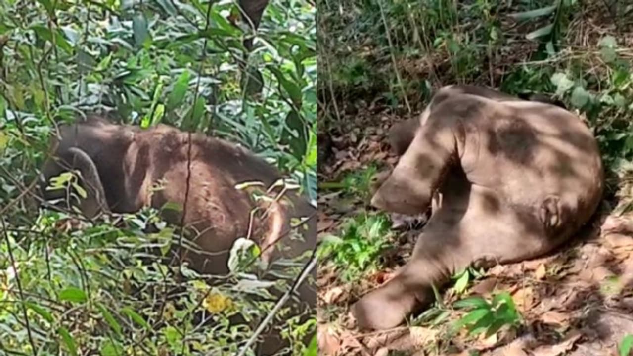 മരണത്തിലും കൈവിടാത്ത മാതൃസ്നേഹം; കുട്ടിയാനയ്ക്കു സമീപം അമ്മയാന നിലയുറപ്പിച്ചത് രണ്ട് രാത്രിയും ഒരു പകലും മരണത്തിലും കൈവിടാത്ത മാതൃസ്നേഹം; കുട്ടിയാനയ്ക്കു സമീപം അമ്മയാന നിലയുറപ്പിച്ചത് രണ്ട് രാത്രിയും ഒരു പകലും