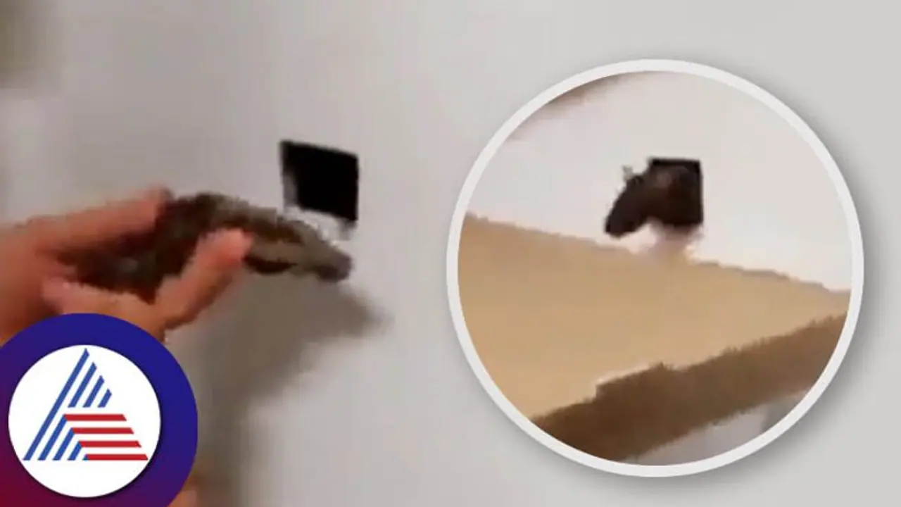  ಇಲಿ ಹಿಡಿಯಲು ಹಾವನ್ನೇ ಬಿಟ್ಟ ವಿಡಿಯೋ ವೈರಲ್‌: ಸ್ಮಾರ್ಟ್‌ ಐಡಿಯಾ ಎಂದ ನೆಟ್ಟಿಗರು..! 