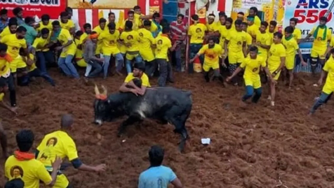 திண்டுக்கல் கருப்பணசாமி கோவில் ஜல்லிக்கட்டு போட்டி 450 காளைகள் பங்கேற்பு