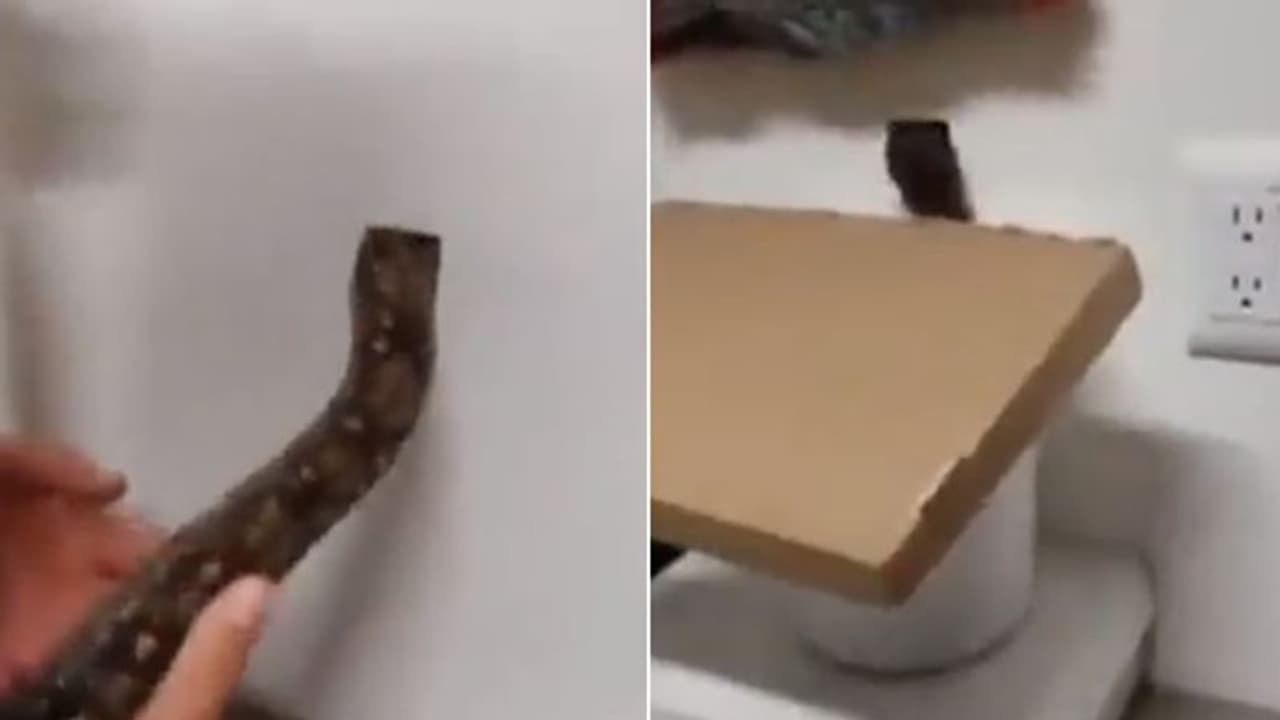 എലികളെ തുരത്താൻ നല്ല 'ബെസ്റ്റ് ഐഡിയ'; വ്യത്യസ്തമായ വീഡിയോ വൈറലാകുന്നു എലികളെ തുരത്താൻ നല്ല 'ബെസ്റ്റ് ഐഡിയ'; വ്യത്യസ്തമായ വീഡിയോ വൈറലാകുന്നു