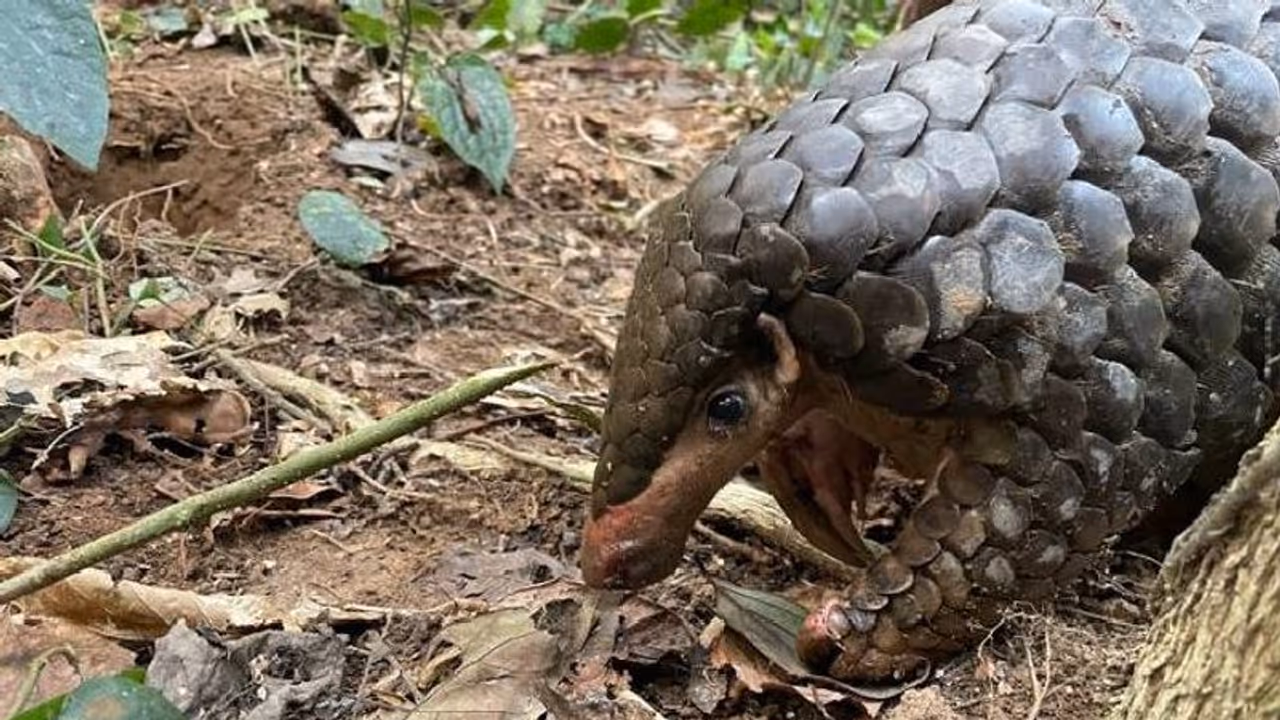 ലോകത്തിൽ ഏറ്റവുമധികം കടത്തപ്പെടുന്ന രണ്ടാമത്തെ ജീവി, ഈനാംപേച്ചി; ചിത്രവുമായി ഐഎഫ്എസ് ഓഫീസർ ലോകത്തിൽ ഏറ്റവുമധികം കടത്തപ്പെടുന്ന രണ്ടാമത്തെ ജീവി, ഈനാംപേച്ചി; ചിത്രവുമായി ഐഎഫ്എസ് ഓഫീസർ