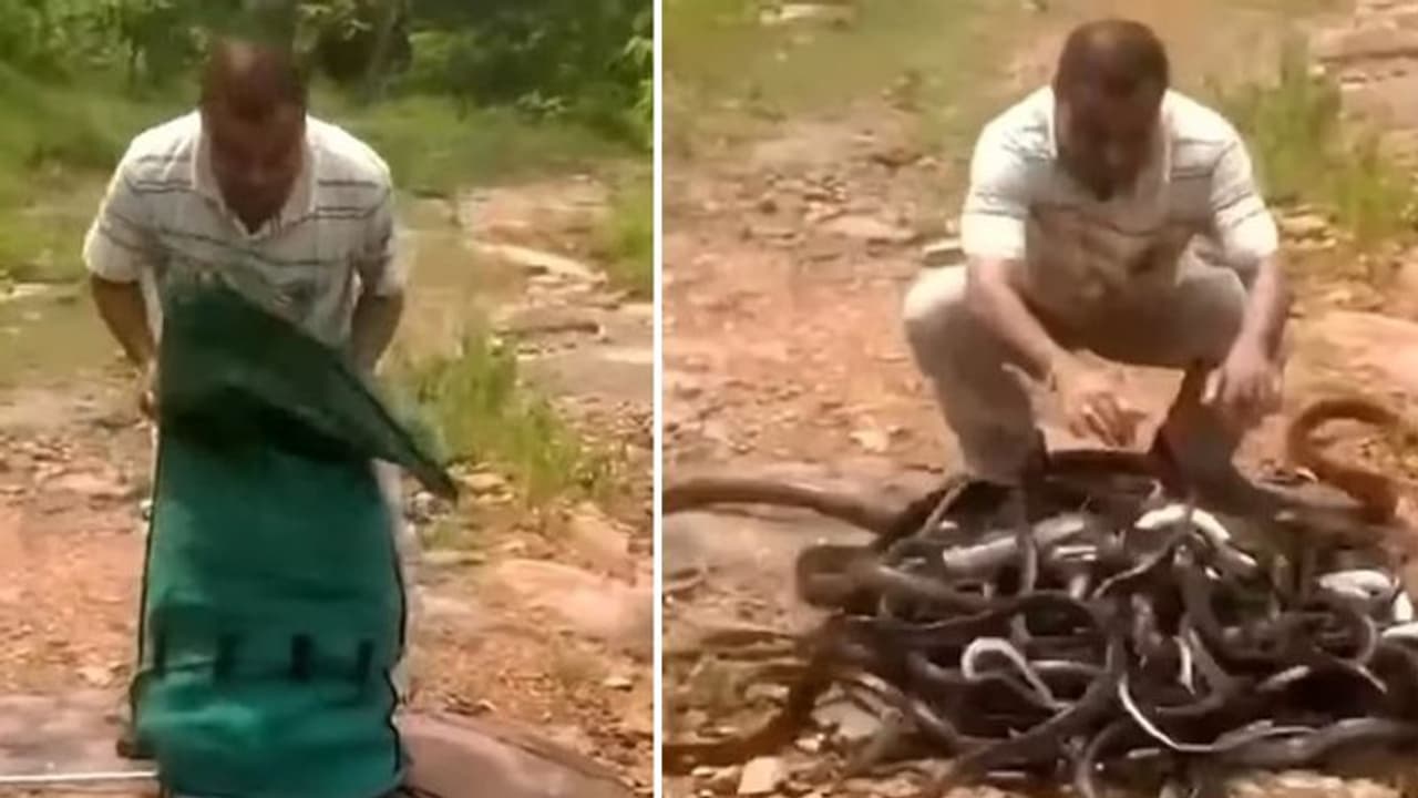 കാടിനടുത്ത് ചാക്കുകെട്ടുമായി ഒരാള്; ചാക്ക് തുറന്നതും അമ്പരപ്പിക്കുന്ന കാഴ്ച! കാടിനടുത്ത് ചാക്കുകെട്ടുമായി ഒരാള്; ചാക്ക് തുറന്നതും അമ്പരപ്പിക്കുന്ന കാഴ്ച!