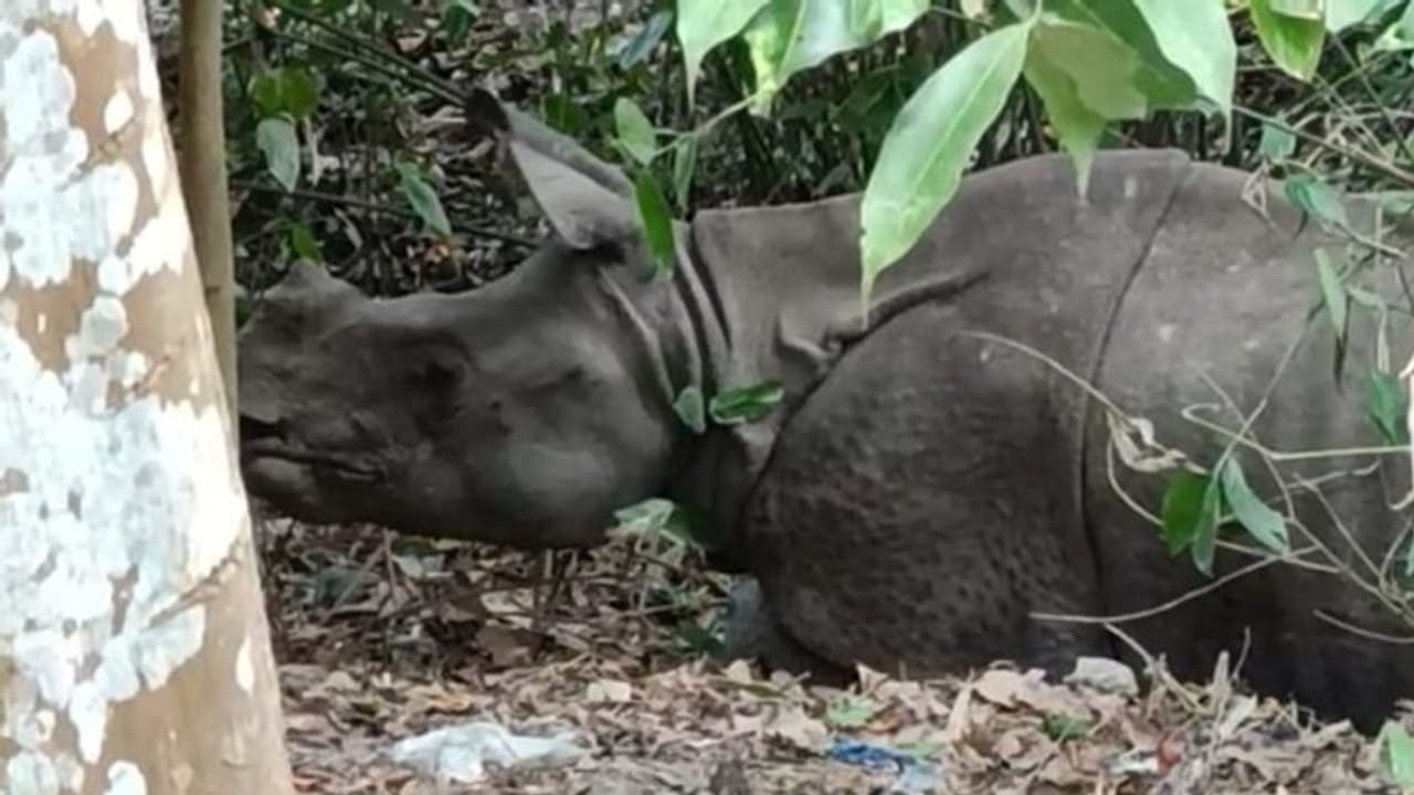 असम में बुलडोजर लाया Good News, पावा रिजर्व फॉरेस्ट से अतिक्रमण हटते ही नजर आया एक सींग वाला गैंडा, CM हुए खुश असम में बुलडोजर लाया Good News, पावा रिजर्व फॉरेस्ट से अतिक्रमण हटते ही नजर आया एक सींग वाला गैंडा, CM हुए खुश