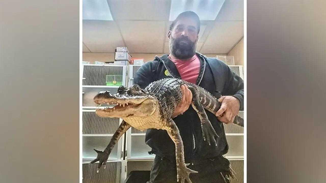 New Jersey: Man finds 3 feet long alligator in a plastic bin outside his home 