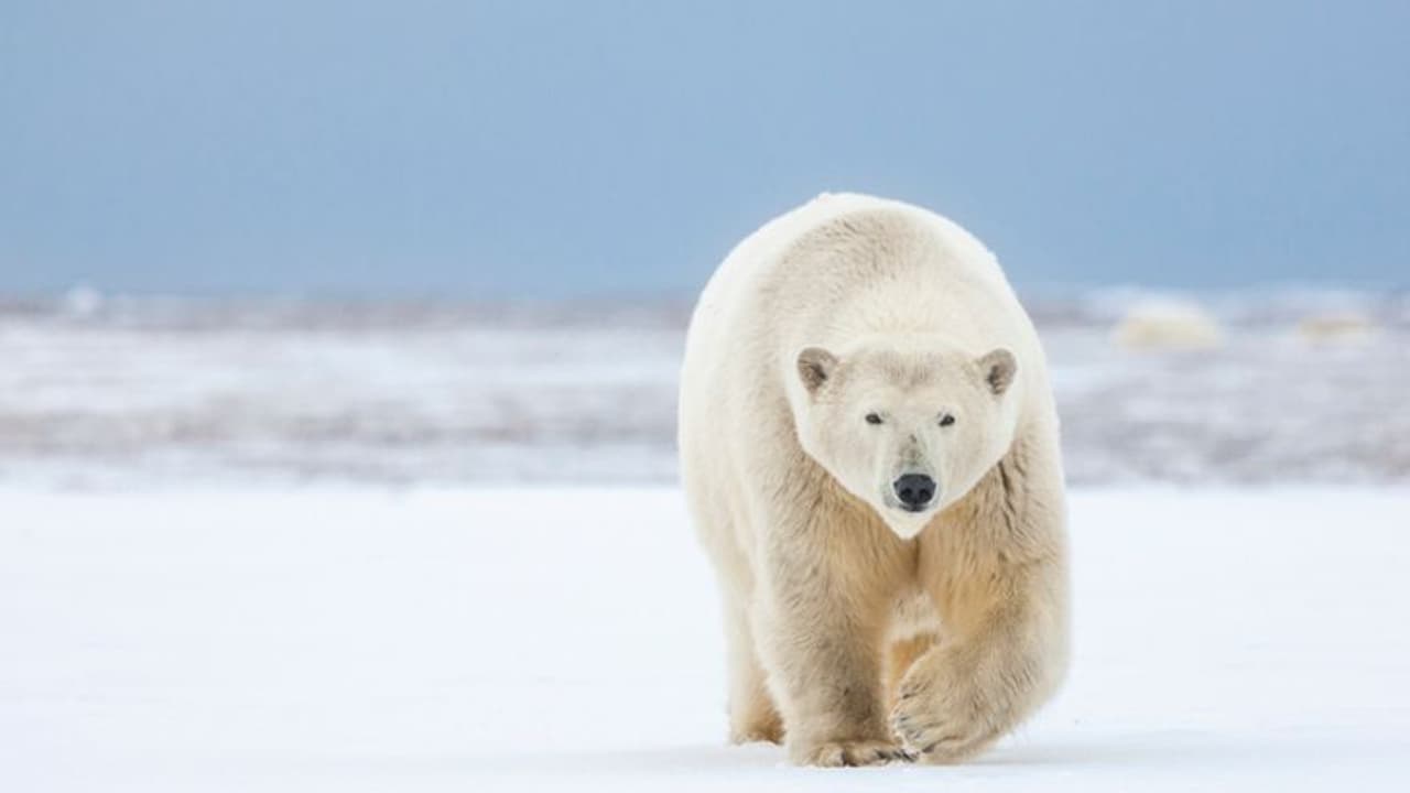 പച്ചപ്പാവങ്ങളായ ധ്രുവക്കരടികളും അക്രമാസക്തരാവുന്നു, അമ്മയെയും മകനെയും കൊന്നു! പച്ചപ്പാവങ്ങളായ ധ്രുവക്കരടികളും അക്രമാസക്തരാവുന്നു, അമ്മയെയും മകനെയും കൊന്നു!