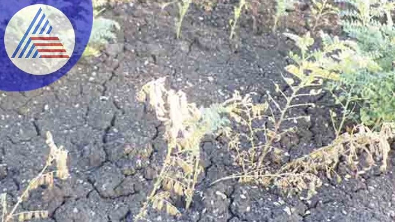 ಕಡಲೆ ಬೆಳೆಗೆ ಸಿಡಿ ರೋಗ: ಸಮೀಕ್ಷೆ ನಡೆಸಿ ಪರಿಹಾರ ನೀಡಲು ರೈತರ ಆಗ್ರಹ ಕಡಲೆ ಬೆಳೆಗೆ ಸಿಡಿ ರೋಗ: ಸಮೀಕ್ಷೆ ನಡೆಸಿ ಪರಿಹಾರ ನೀಡಲು ರೈತರ ಆಗ್ರಹ