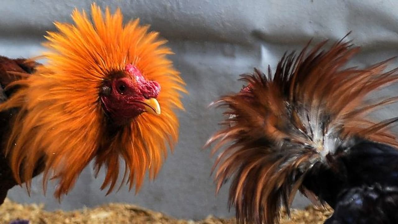 சண்டைக்கு தயாராக இருந்த 5 சேவல்கள் கைது; புதுவை போலீஸ் அதிரடி சண்டைக்கு தயாராக இருந்த 5 சேவல்கள் கைது; புதுவை போலீஸ் அதிரடி