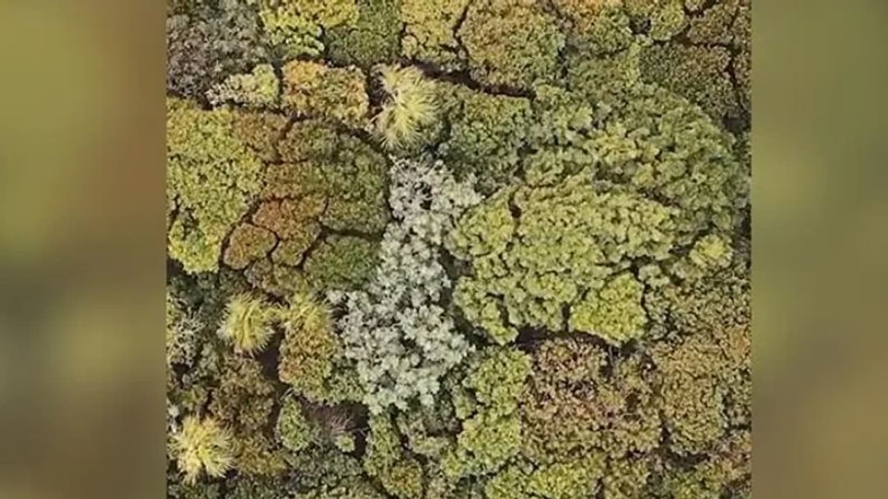 'സാമൂഹിക അകലം പഠിക്കാൻ ഇത് കണ്ടാല്‍ മതി'; വീഡിയോ...