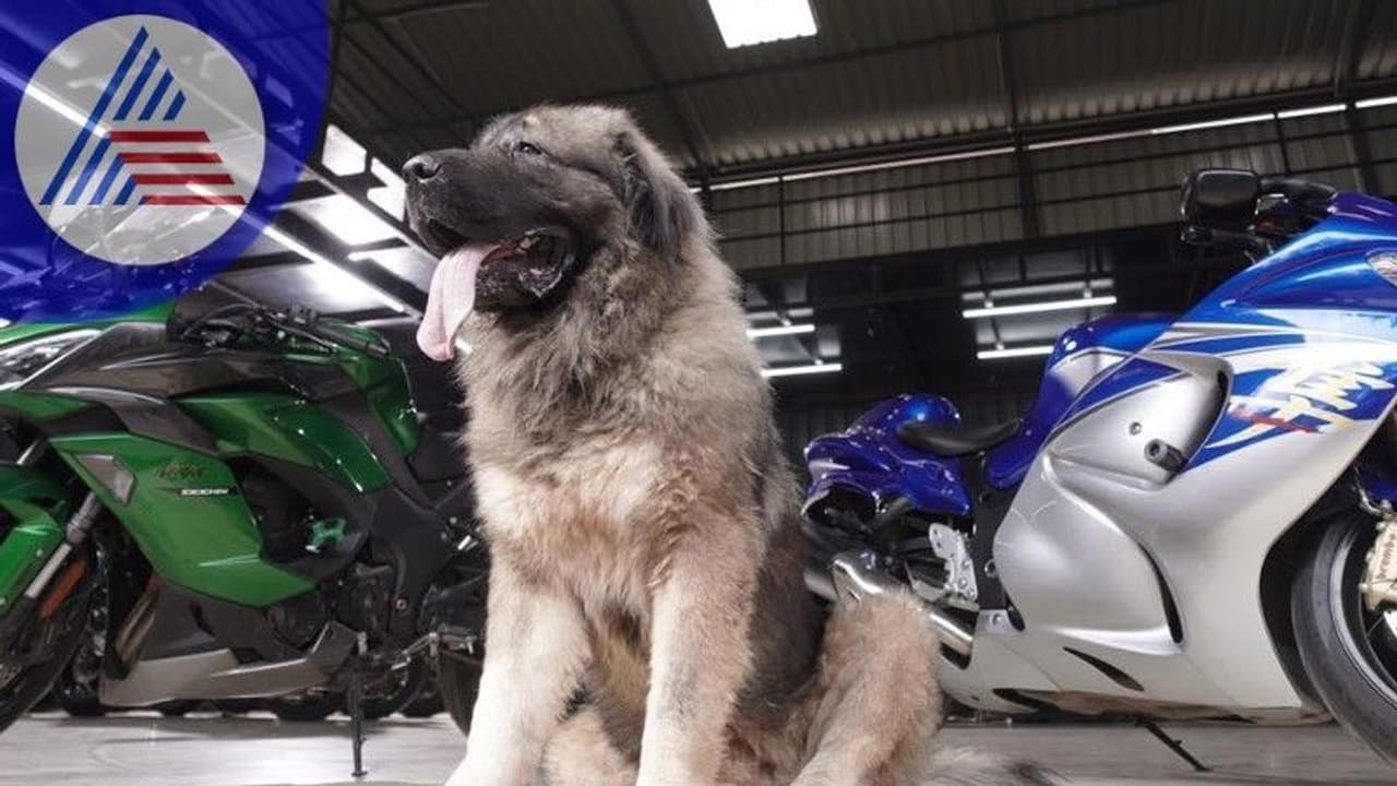 Bellary Utsav: ₹20 ಕೋಟಿಯ ಶ್ವಾನ ಪ್ರದರ್ಶನಕ್ಕೆ ವೇದಿಕೆಯಾಗ್ತಿರೋ ಬಳ್ಳಾರಿ ಉತ್ಸವ! Bellary Utsav: ₹20 ಕೋಟಿಯ ಶ್ವಾನ ಪ್ರದರ್ಶನಕ್ಕೆ ವೇದಿಕೆಯಾಗ್ತಿರೋ ಬಳ್ಳಾರಿ ಉತ್ಸವ!