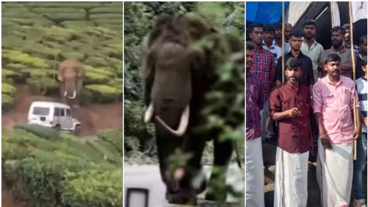 പടയപ്പയെ പ്രകോപിപ്പിച്ച കേസ്: മുൻകൂർ ജാമ്യാപേക്ഷയുമായി പ്രതി: കള്ളക്കേസെന്നും വാഹനം വിട്ടുനൽകണമെന്നും ഡിവൈഎഫ്ഐ