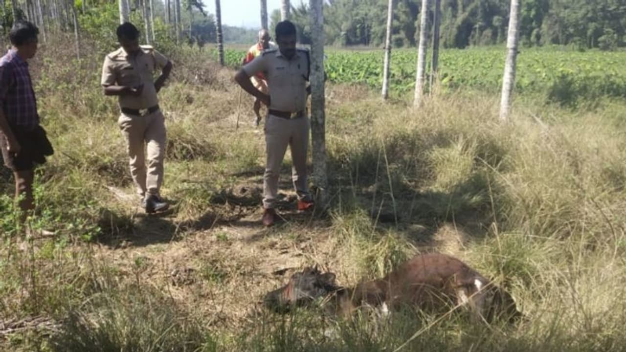പനമരത്ത് പശുവിനെ കൊന്നത് കടുവ തന്നെ, സ്ഥിരീകരിച്ച് വനം വകുപ്പ്; പഴയ വൈത്തിരിയില്‍ അജ്ഞാത ജീവിയും