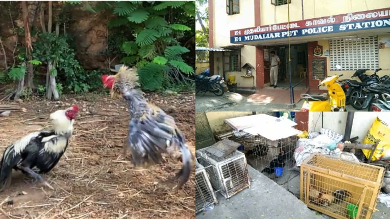 കോഴികൾ അഞ്ച് ദിവസമായി 'ലോക്കപ്പിൽ'; തൊണ്ടിമുതലിന് കാലിത്തീറ്റ നൽകി സംരക്ഷിച്ച് പൊലീസ്