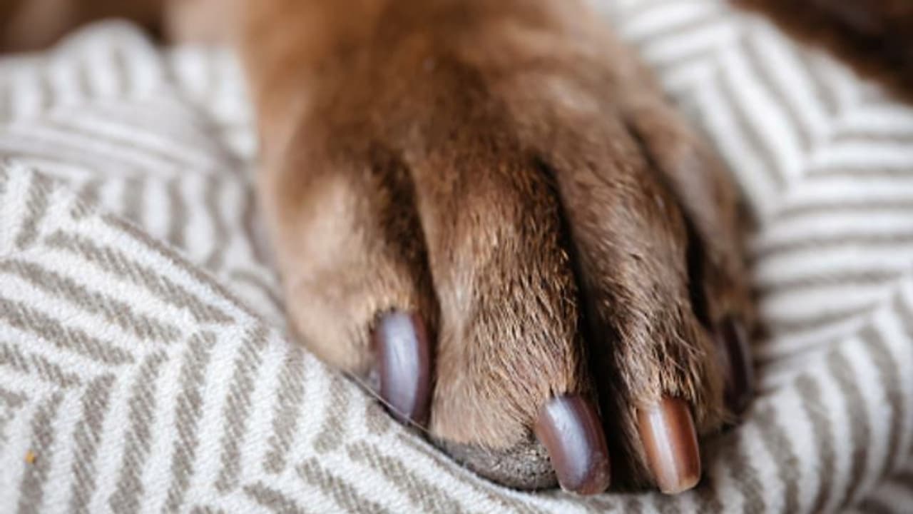 ഉപേക്ഷിക്കപ്പെട്ട നായയെ സംരക്ഷിച്ച കുടുംബം നേരിട്ടത് വന് ദുരന്തം; 3മാസം പ്രായമുള്ള പെണ്കുഞ്ഞിന് ദാരുണാന്ത്യം ഉപേക്ഷിക്കപ്പെട്ട നായയെ സംരക്ഷിച്ച കുടുംബം നേരിട്ടത് വന് ദുരന്തം; 3മാസം പ്രായമുള്ള പെണ്കുഞ്ഞിന് ദാരുണാന്ത്യം