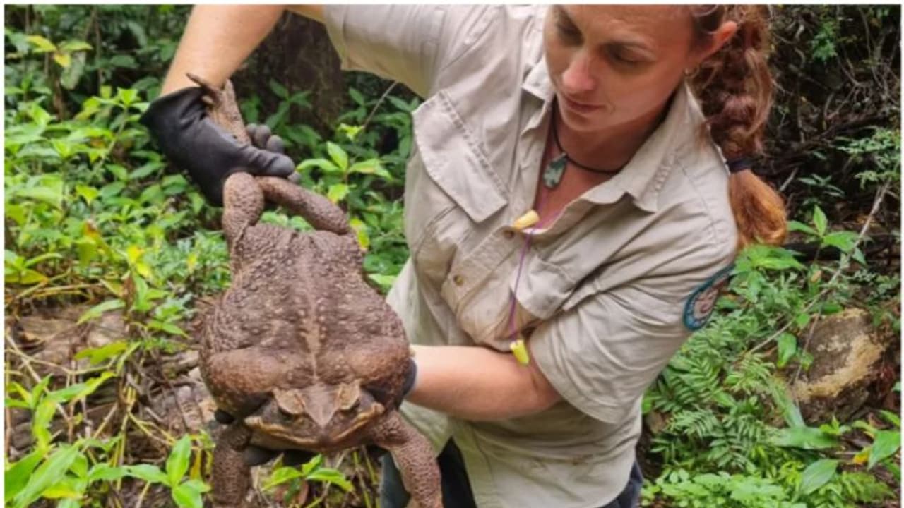 ക്വീന്‍സ് ലാന്‍റില്‍ ഏറ്റവും ഭാരം കൂടിയ തവളയെ കണ്ടെത്തി, ദയാവധവും നടത്തി !