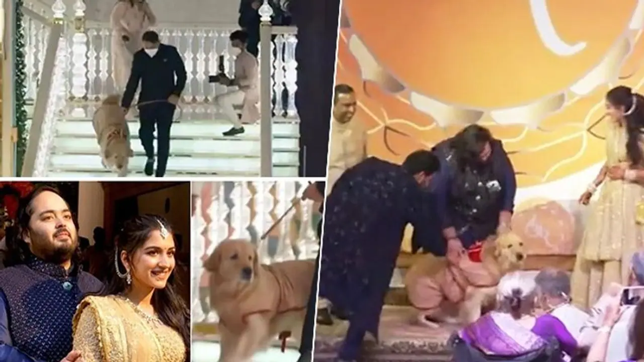 Meet Ambani's pet dog; who was ringbearer at Anant Ambani Radhika merchant's engagement (Video)