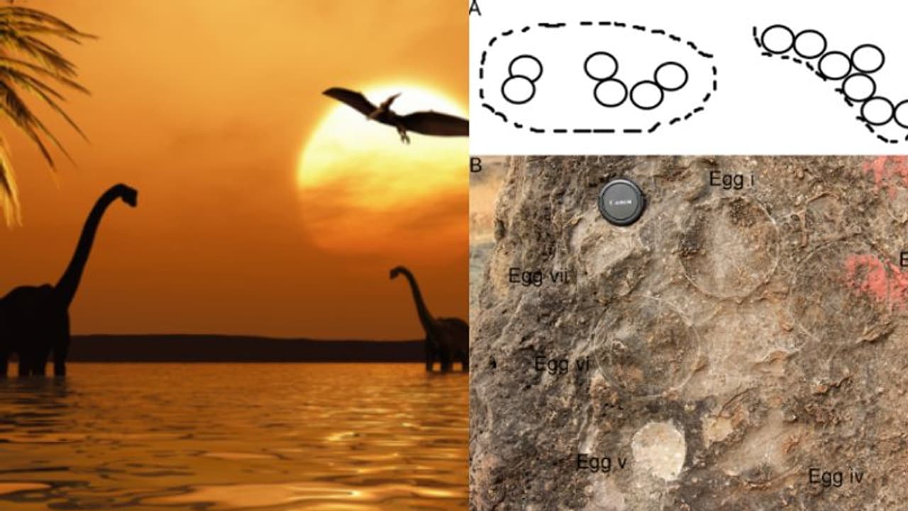 മൂന്ന് വര്ഷത്തിനിടയില് രാജ്യത്ത് നിന്ന് കണ്ടെത്തിയത് 256 ദിനോസര് മുട്ടകളുടെ ഫോസിലെന്ന് പഠനം മൂന്ന് വര്ഷത്തിനിടയില് രാജ്യത്ത് നിന്ന് കണ്ടെത്തിയത് 256 ദിനോസര് മുട്ടകളുടെ ഫോസിലെന്ന് പഠനം