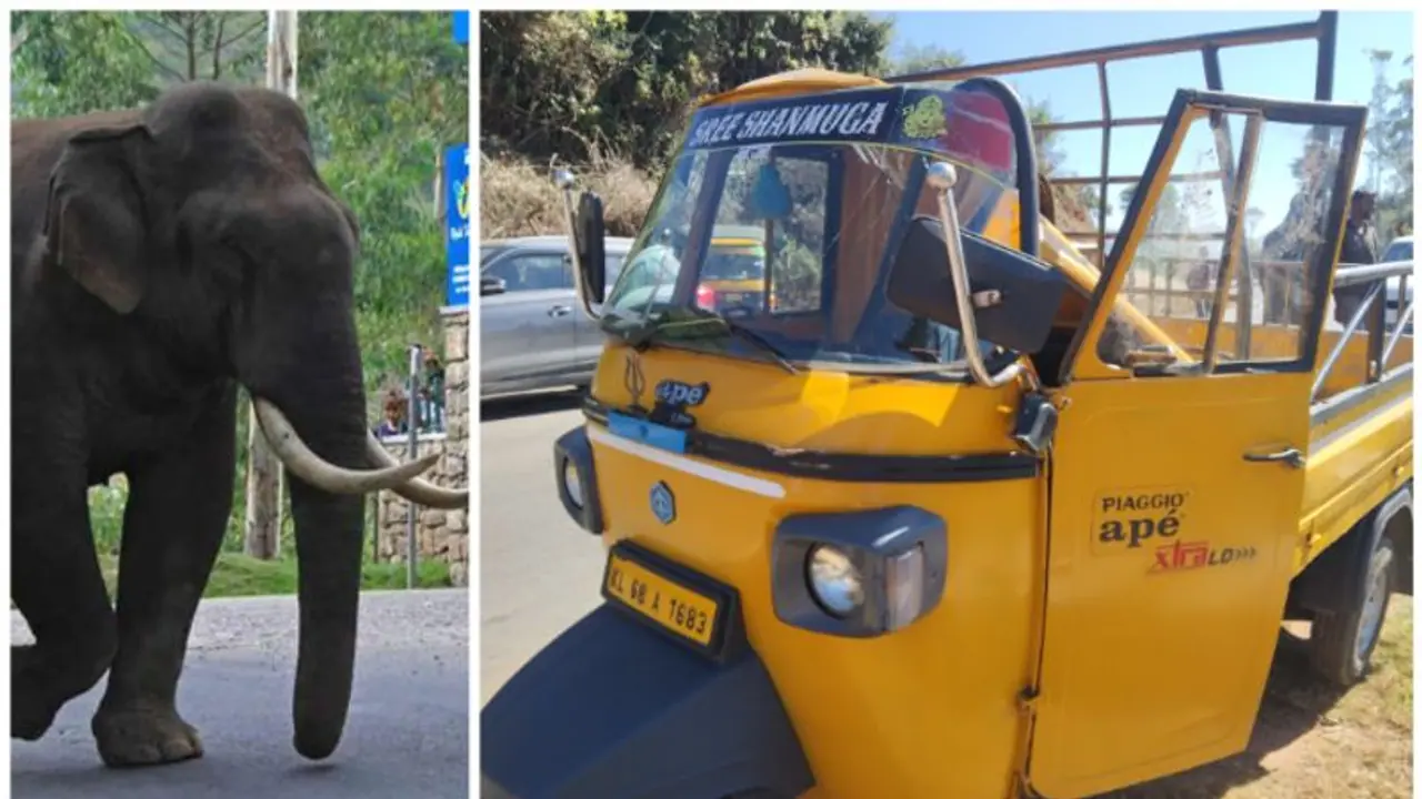 മൂന്നാറിൽ നിർത്തിയിട്ടിരുന്ന ഓട്ടോകൾ തകർത്ത നിലയിൽ; 'പടയപ്പ' തന്നെയെന്ന് നാട്ടുകാർ, മനപ്പൂർവമല്ലെന്ന് വനപാലകർ മൂന്നാറിൽ നിർത്തിയിട്ടിരുന്ന ഓട്ടോകൾ തകർത്ത നിലയിൽ; 'പടയപ്പ' തന്നെയെന്ന് നാട്ടുകാർ, മനപ്പൂർവമല്ലെന്ന് വനപാലകർ