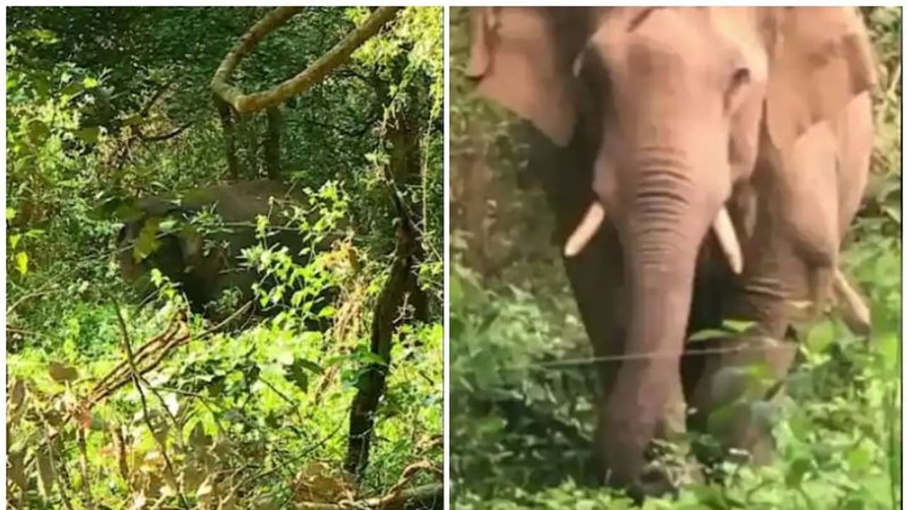 വൻ സന്നാഹങ്ങളൊരുക്കിയിട്ടും പിടികൊടുക്കാതെ പിടി സെവൻ; കാട്ടാന ഉൾക്കാട്ടിലേക്ക് നീങ്ങുന്നത് വെല്ലുവിളി