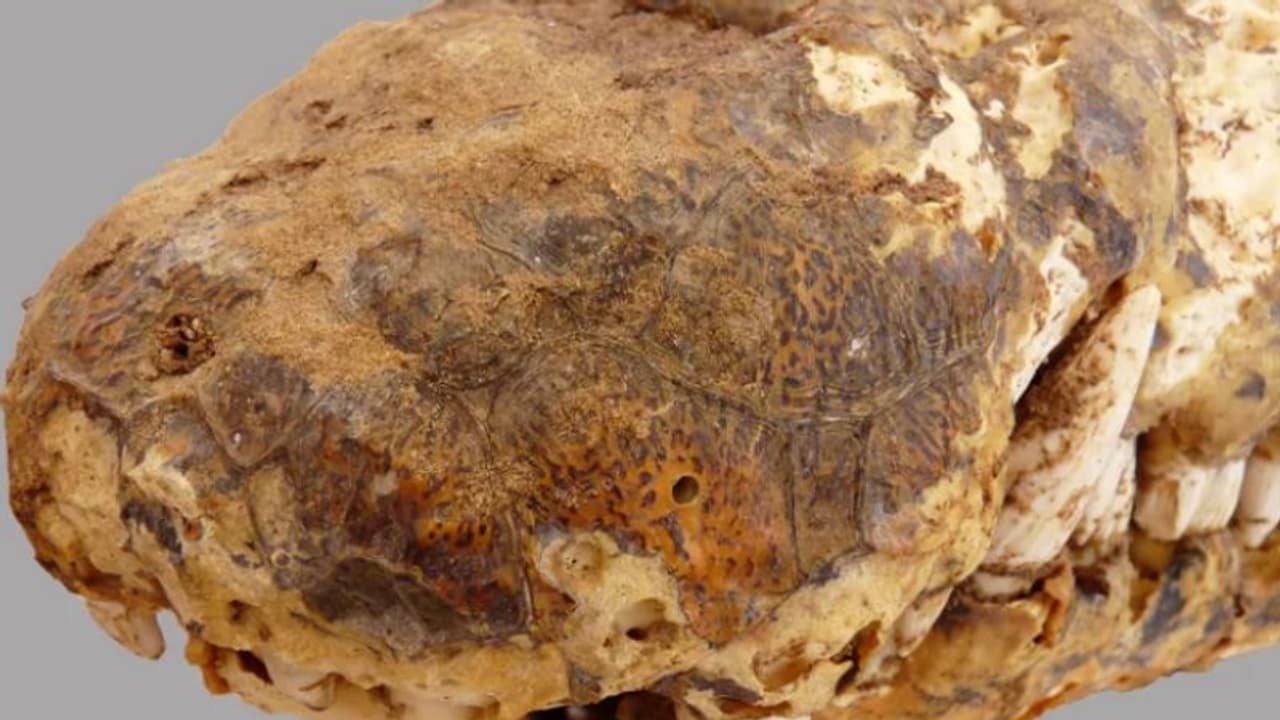 2300 വര്‍ഷം പഴക്കമുള്ള മുതലകളുടെ മമ്മി, നൂറ്റാണ്ടു പഴകിയ ചവറ്റുകൂന മാറ്റിയപ്പോള്‍ കണ്ടത്! 