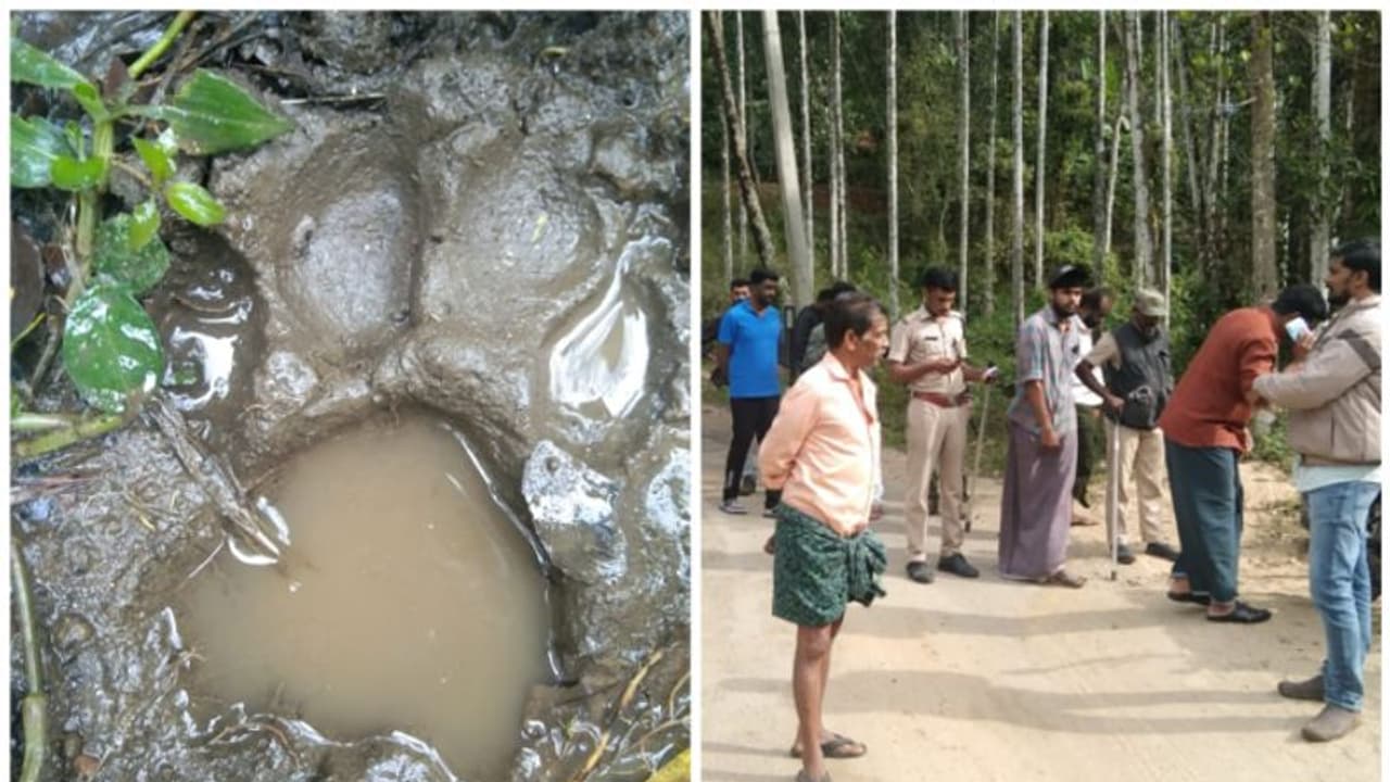  കടുവാപേടിയില്‍ പൊന്‍മുടിക്കോട്ട; തിങ്കളാഴ്ച മുതല്‍ നാട്ടുകാര്‍ അനശ്ചിതകാല സമരത്തിലേക്ക്